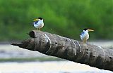 Large-billed Tern